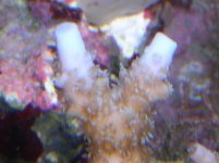 bluetipmacro.jpg