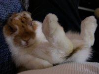 rabbit lazy 8-3.jpg