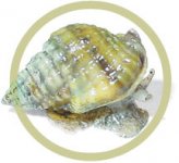 nassarius.jpg