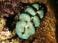crocea (small).jpg