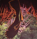 batfish.jpg