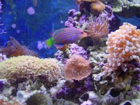 wrasse&corals.jpg