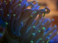 torch coral macro acintic.jpg