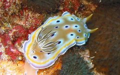 nudi1.jpg