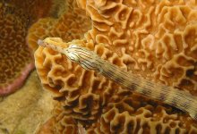 pipefishcloseup.jpg