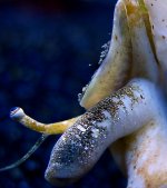 fighting conch macro 2.jpg