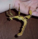 2nd green stick insect.jpg