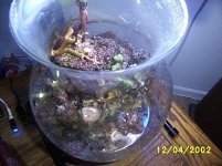 drainedreefbowl.2.jpg