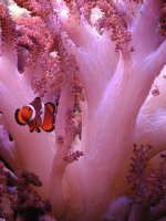 true clown in false anemone.jpg