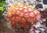 041103orangezoos.jpg