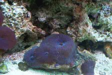 020203purplebluestripedshro.jpg