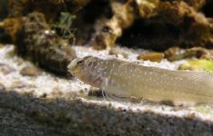 peacockblenny2.jpg