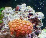blennyinrockwithzoos.jpg