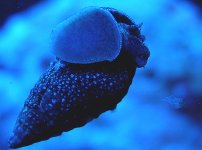 cerith and hydroid.jpg