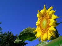 sunflower.jpg