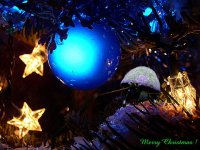 xmas tree macro fullsize.jpg