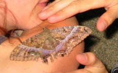 donna the moth lady.jpg