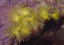 yellowzoanthus.jpg