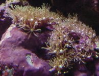 starpolyps.jpg