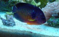 more coral beauty 005.jpg