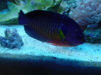 more coral beauty 011.jpg