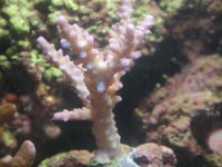 acropora2.jpg