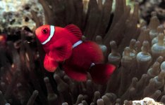 photo2_maroonclown_in_bubbletip.jpg