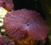 coral 081.jpg