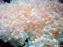 pearl coral.jpg