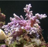 coral 073.jpg