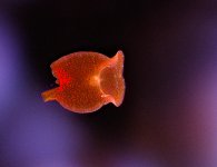 031215 d5794m4 flatworm 640.jpg