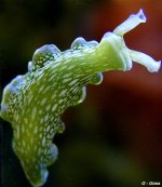 lettuce nudibranch.jpg