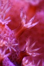 031215 d5791 leather polyps x640.jpg