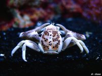 porcelain crab back jan 04.jpg