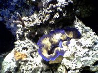 clam.jpg