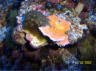 montipora orange.jpg