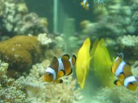 fat yellow tang.jpg