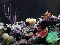 livingroom fulltank3.jpg