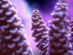 acropora-millepora.gif