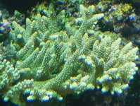 millepora-9-02.jpg