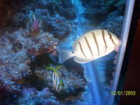 acanthurus triostegus-convict tang.jpg