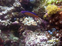 psedochromis dutoiti-my nickname for this guy-hell-ian.jpg