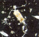 copepods.jpg