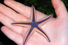 astropecten star.jpg