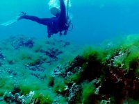 cladophora%20on%20corals%20&%20diver.jpg