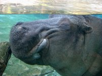 hippo.jpg