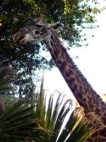 giraffe 2.jpg