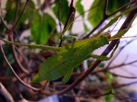 leaf bug.jpg