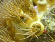 yellow polyps.jpg