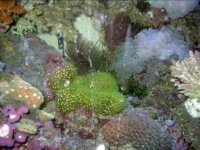 fish 004.jpg